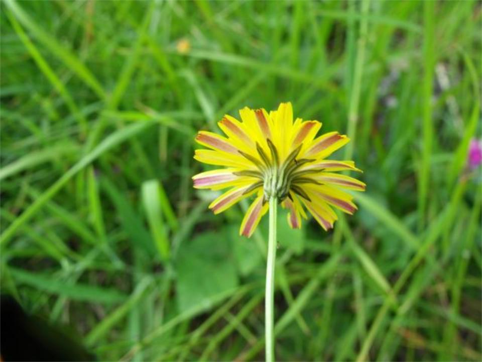 Crepis vesicaria?